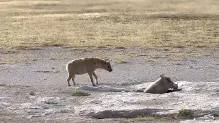 Hyena enters a hole with a warthog