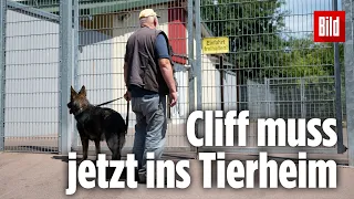 Schäferhund beißt sich im Kopf eines 3-jährigen Mädchens fest