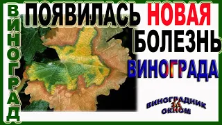 🍇 Внимание! НОВАЯ ОПАСНАЯ БОЛЕЗНЬ винограда. Защиты пока НЕТ. Болезнь Пирса. Бактериоз винограда.