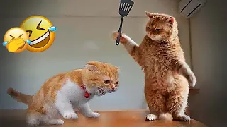 You Laugh You Lose Dogs And Cats 🐱 Funny Videos Compilation 🤣😆