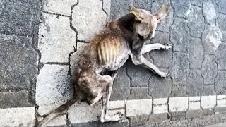 After the loss of his owner, the dying dog wandered the streets for many months asking for help!