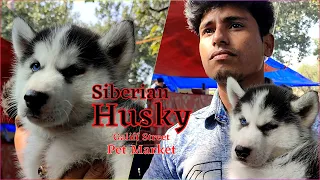 Galiff Street Pet Market | Siberian Husky l Dogs Price In Kolkata 2022 | Recent Dog Price Update