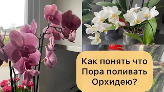 Как понять, что пора поливать орхидею? Смотрим на корни орхидей, и их цвет.