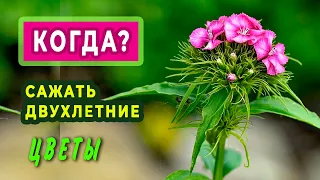 Когда сажать двухлетние цветы  —  незабудку, турецкую гвоздику, наперстянку....