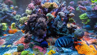 Dayne's 400 Gallon 20 Year Old Reef In 2024