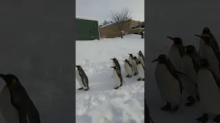 2023.2.15旭山動物園ペンギン散歩