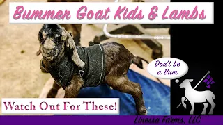 These Are The Ones You Must Watch Out For! l Bummer Lambs & Goat Kids