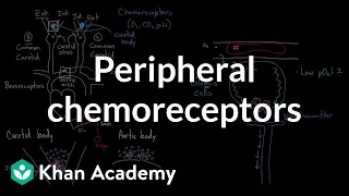 Peripheral chemoreceptors | Respiratory system physiology | NCLEX-RN | Khan Academy