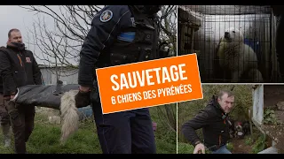 SAUVETAGE : 6 CHIENS DES PYRÉNÉES