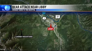 Bear attack reported in Libby