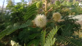 Leucaena leucocephala a useful tropical tree wild vegetable