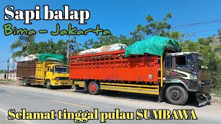 Sapi balap‼️Selamat tinggal pulang SUMBAWA//BIMA - JAKARTA