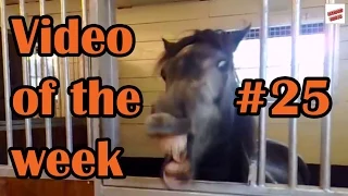 Video of the week 25 - Funny horse