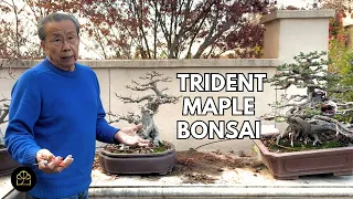 How I Created My 25-Year-Old Trident Maple Bonsai