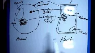 Biology #1- The Cell.wmv