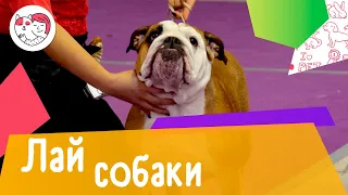 Как избежать лая собаки ночью: 5 советов