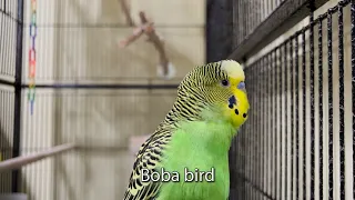 Boba Bird - Boba the Budgie - Talking Parakeet
