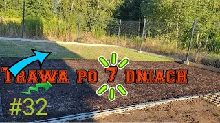 Trawa po 7dniach / zakładanie trawnika #32 (Substral, Barenbrug, Atol, Samozagęszczająca)