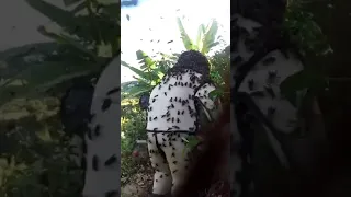 Man attacks GIANT Asian Hornet nest 😳 (his suit broke) #shorts