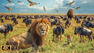 Our Planet | 4K African Wildlife - Great Migration from the Serengeti to the Maasai Mara #129