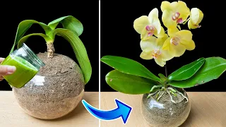 Growing orchids on the sand, unexpectedly grew so fast and produced many flowers