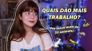 OS 5 ANIMAIS DE ESTIMAÇÃO MAIS DIFÍCEIS DE CUIDAR!