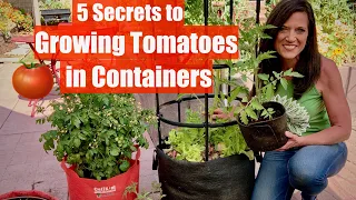 5 Secrets to Grow LOTS of Tomatoes in Containers / Container Garden Series #1🍅🍅🍅