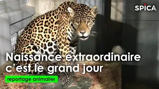 Naissance extraordinaire : C'est le grand jour au zoo