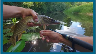 Žvejyba ultralight spiningu Šventosios upėje mikro masalais || NEI ŽVYNO