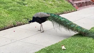 Scrappy the Peacock Flashes Some Tail