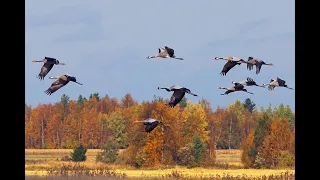 осень жизни нашей