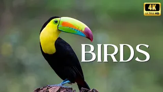 Birds Unleashed: A 4k Visual Spectacle for Nature Lovers. #birds #birdlovers #4k #4kvideo #uhd