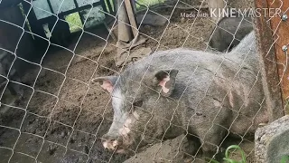 КАКИЕ ОШИБКИ СОДЕРЖАНИЯ ВЬЕТНАМЦЕВ ДЛЯ НАЧИНАЮЩИХ! ПОДВОДИМ ИТОГИ 2Х ЛЕТ СОДЕРЖАНИЯ!