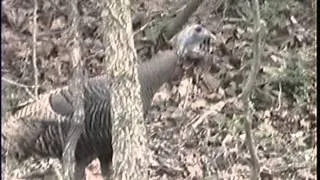 Excited hen cutting