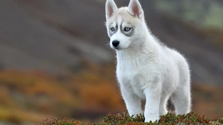 Çirgilçin-Kongurey - Tuva Türkleri Gırtlak Müziği.