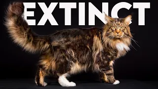 Crazy Things About Maine Coon Cats You Need To Know