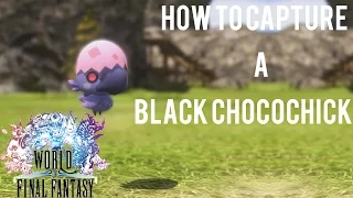 How to Find and Capture A Black Chocochick | World of Final Fantasy