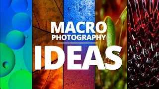 TOP 5  Macro Photography Ideas to try at home