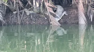 Brunei salt water Crocodile