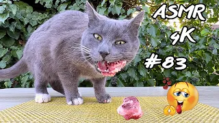 Cat Eating Meaty Chicken Bone | asmr cat eating 83