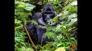 Virtual Mountain Gorilla Trekking during Covid 19