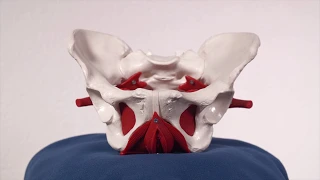 BeBo® - Anatomie des Beckenbodens