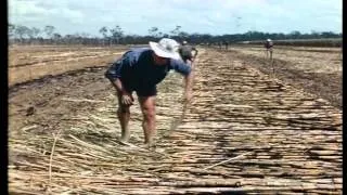 History of the Australian Sugarcane Industry "They're all half crazy"