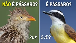 PÁSSARO e AVE são a mesma coisa? Ornitólogo Responde!