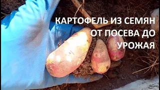 Картофель из семян от  посева до урожая.