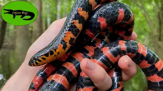 Louisiana's most Beautiful Snake! - We FINALLY Caught a Mud Snake!