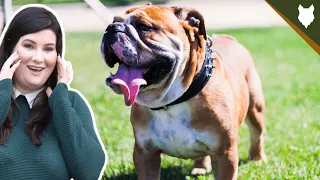 ARE ENGLISH BULLDOG GOOD FOR FIRST TIME OWNERS