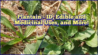 Plantain - ID, Edible and Medicinal Uses, and More! Broadleaf and Narrowleaf Plantain