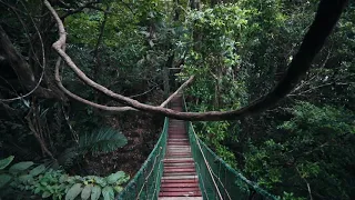 Music Opening Ethnic Orchestra 'Lost In the Jungle' (Nature Vibes)