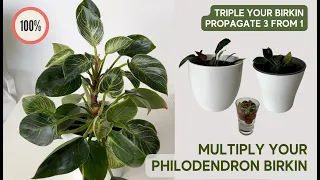 Multiply Your Birkin! 🌱 How to Propagate Philodendron Birkin in Water and Soil